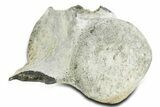 Fossil Whale Lumbar/Caudal Vertebra - Yorktown Formation #362076-3